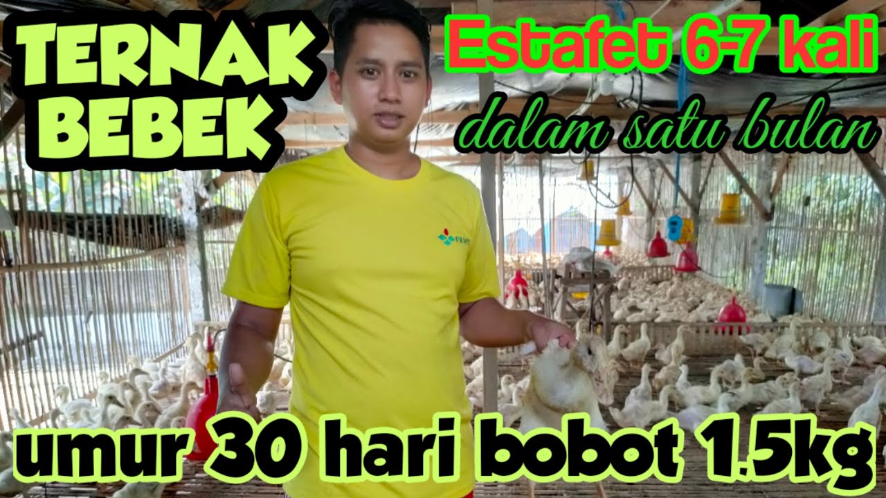Uji coba ternak bebek 6-7 estafet dalam 1 bulan BOBOT MONSTER