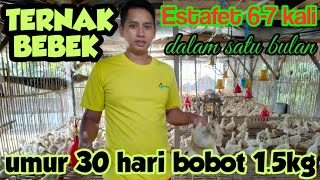 Download Lagu Trial of duck breeding 6-7 relays in 1 month MONSTER WEIGHT MP3
