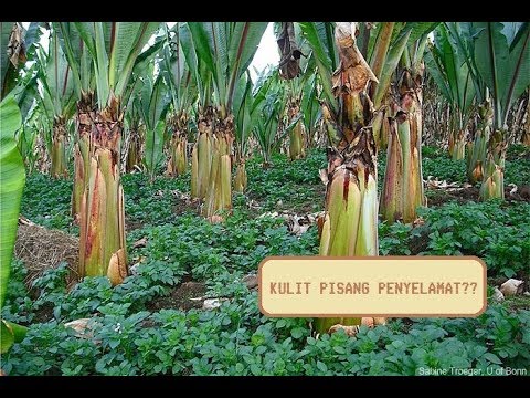 Video: Kelaparan Mineral Tanaman Buah