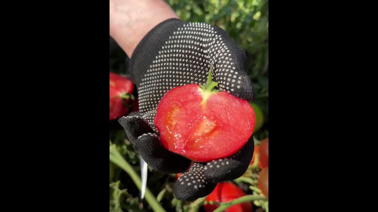 Томат "Олюшка" от Агрофирмы "Сибирский Сад" #огород #дача - YouTube