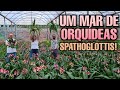 Orquídea -Grapete - Aprenda A Plantar E Cuidar Do Jeito Certo - Orquídeas -  Spathoglottis