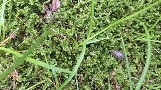 ⦅ 零の玉 ⦆ からの ｢怪物だぁれだ。｣  (映画｢怪物｣ネタバレ注意)