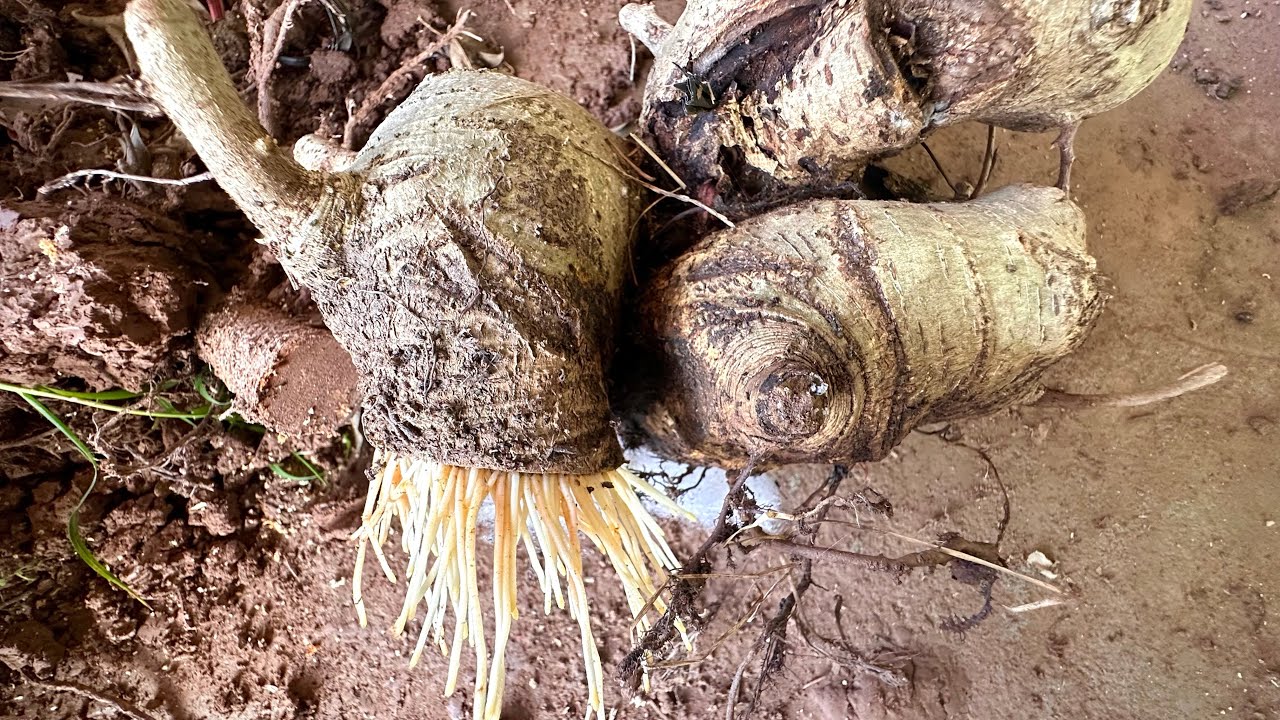 Phôi sanh khai xuân cho các bác