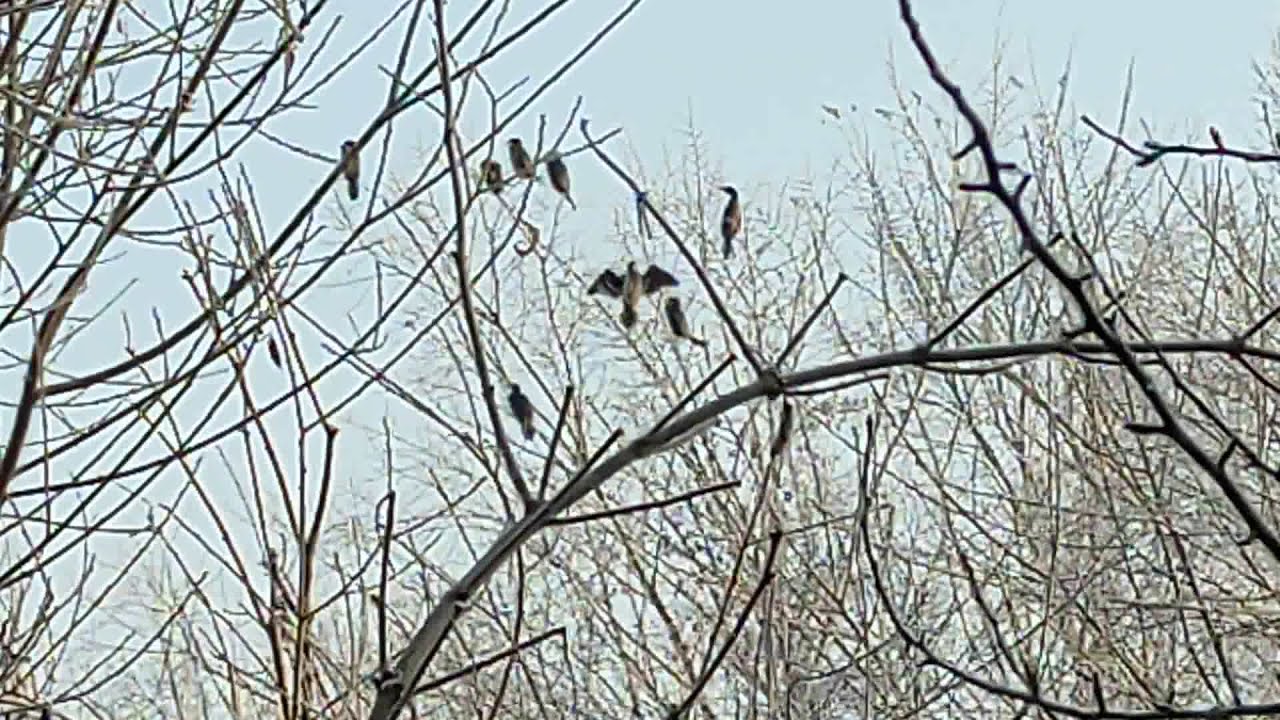 Малый баклан