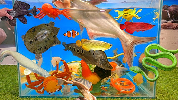 Tổng hợp các video cá cảnh đẹp, động vật dễ thương, cá mập xanh, cá trân châu, cá koi, sinh vật biển