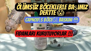 Ölümsüz Böceklerle Başimiz Dertte Capnodi̇s Böceği̇ Baskini - Fi̇danlari Kurutuyorlar - Yetti̇m Gari̇