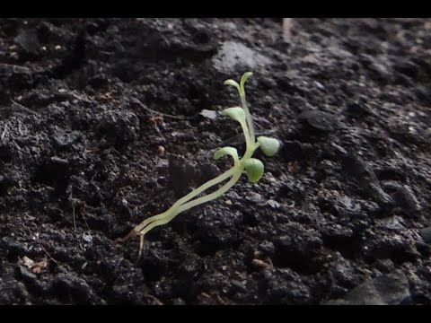 Всходы Иван-чая 🌿🌺 из семян - на подоконнике! Часть 1. (Russian tea).