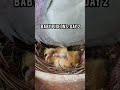 Baby Pigeons: Day 2 #babypigeon #babypigeons