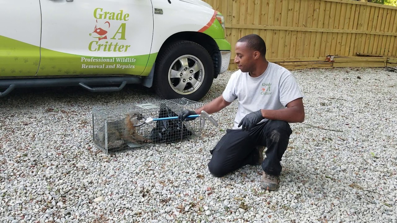 removal of fallopian tube What does the fox say?