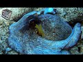 PESCA SUB Polpo gigante e pesci nel sottocosta Pesca subacquea in Sardegna Spearfishing Octopus 2021