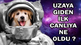 İzlerken Ağlamamaya Çalışın ;  Uzaya Gönderilen İlk Köpek Laika'nın İnanılmaz Hikayesi.