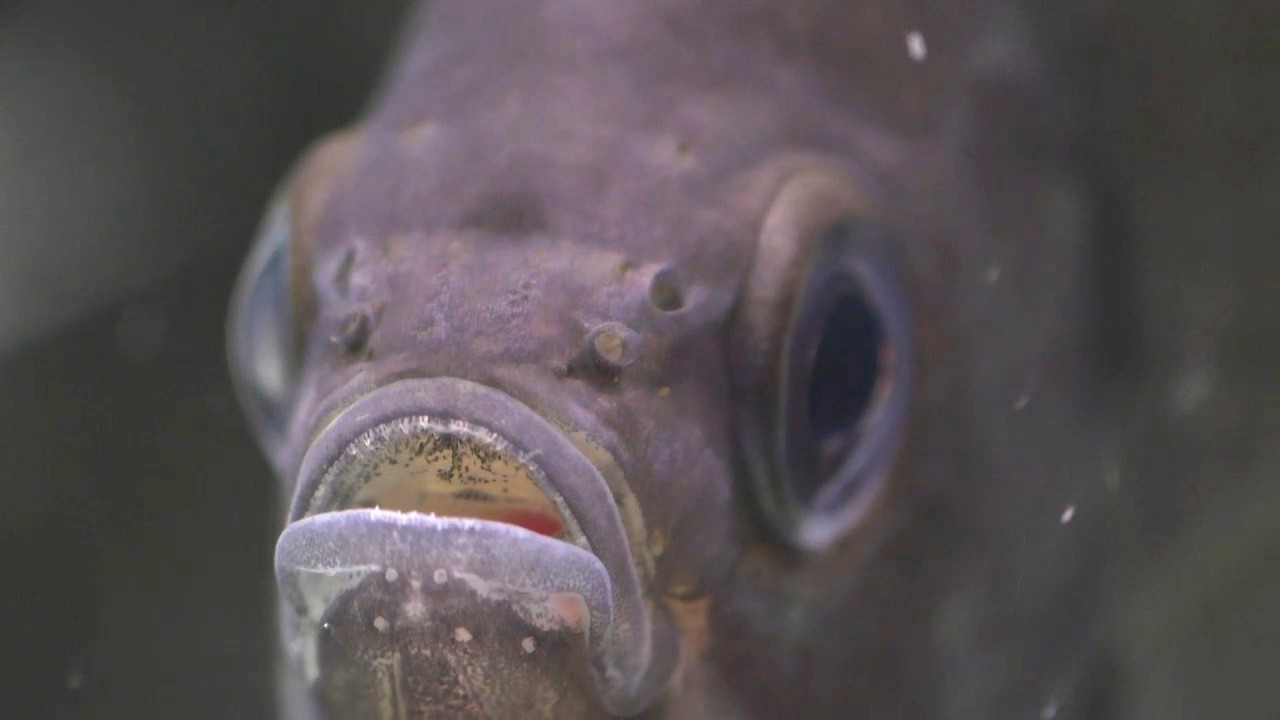 MY PET BLUEGILL Part 1