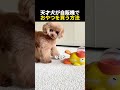 天才犬が自販機でおやつを買う方法
