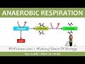 Cellular Respiration - Anaerobic - Post 16 Biology (A Level, Pre-U, IB, AP Bio)