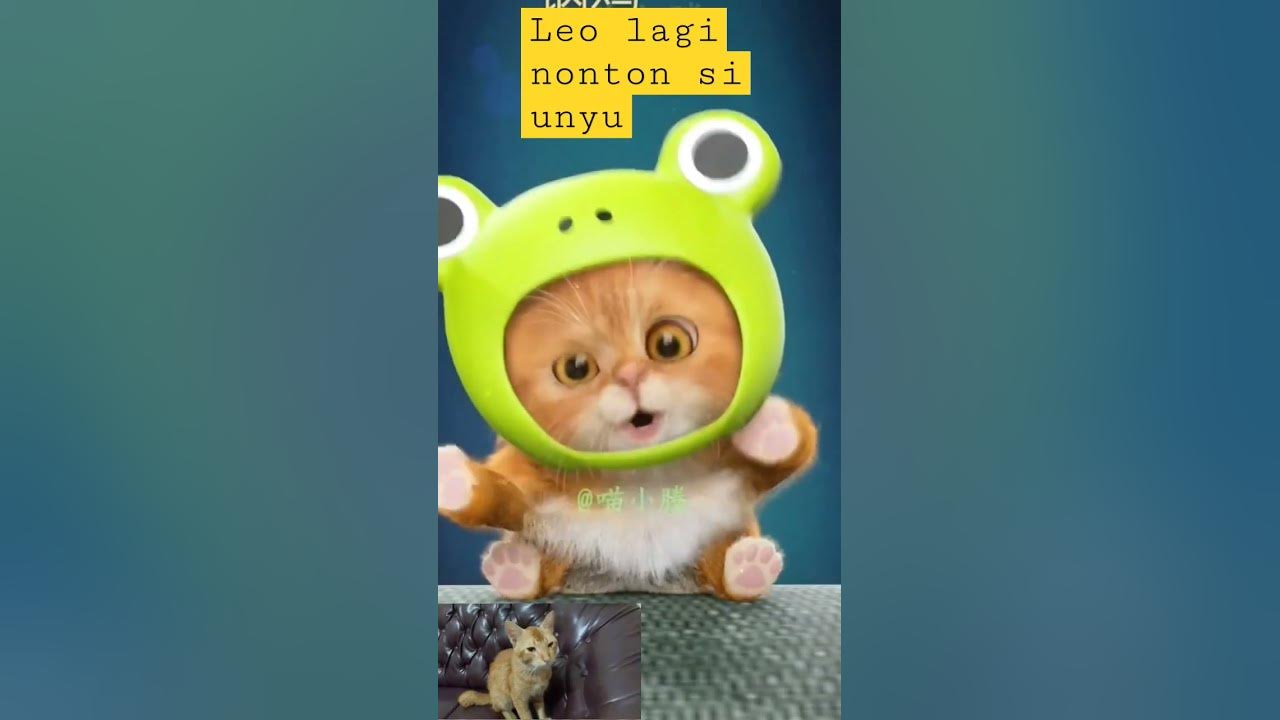 kucing aku namanya leo suka nonton ini gays #funny #shortvideo