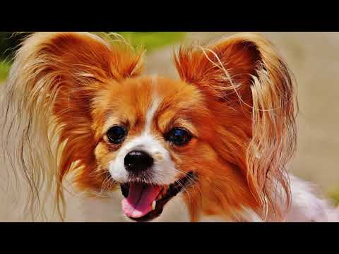 ✅10 datos ESCALOFRIANTES de los |PERROS  CHIHUAHUAS¡ que no sabias¡/Andres El Curioso