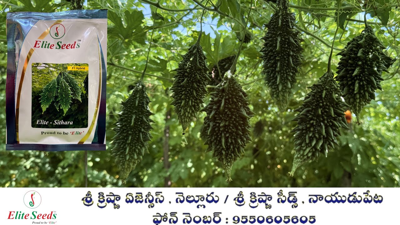 ఎలైట్ సీడ్స్ వారి నూతన హైబ్రిడ్ కాకర సితార || Seeds New Hybrid Bitter Gourd Sithara || 9550605605 ||