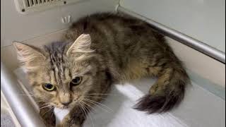 Just Bellas Breathing Is Still Deep Frequent, Looks Uncomfortable.