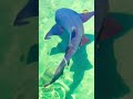 How long have sharks been in the sea? #wildlife #nature #shorts