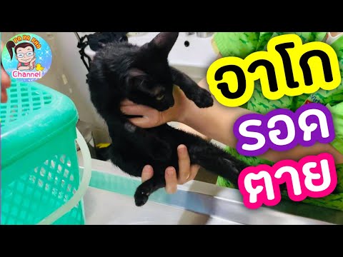 หัดแมว ค่ารักษา ใช้เงินกี่บาท ??? 😱