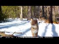 Browning Trail Cam Videos-January thru April 2021