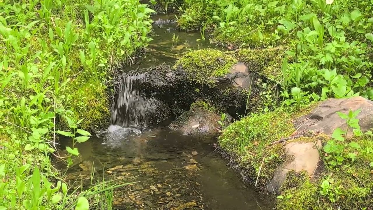 A brook near Barnes Lake, BC