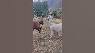 burro monta a la yegua  #uchumarca #bolivar