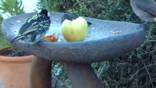 WSBC0027.AVI