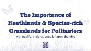 The Importance of Heathlands & Species rich Grasslands for Pollinators