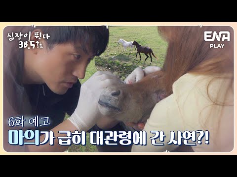 [6회 예고] 말 수의사가 급히 <strong>대관령에</strong> 간 사연?! I 심장이 뛴다 38.5 I ENA PLAY I 매주 수요일 밤 9시