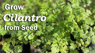 How to Grow Cilantro from Seed in Pots