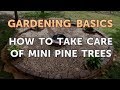 How to Take Care of Mini Pine Trees How to Take Care of Mini Pine Trees