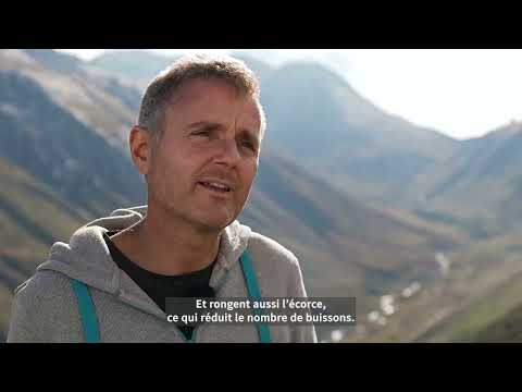 Image d'aperçu pour la vidéo