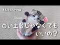 【簡単】土台が白じゃなくてもいいの？【羊毛フェルト初心者さん向けの猫制作】【Needle felting black base cotton version】