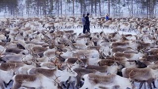 How Do Animals Thrive Without Humans In This Chernobyl Nuclear Zone?
After the Chernobyl disaster forced 100,000 people to abandon the area, a surprising number of wolf, elk and other wildlife have bloomed in the contaminated zone 30 years later. Dont forget to get your DNews Daily Bite weekdays at 12/11c on Animal Planet!
Despite the radiation, wolf numbers are over 7 times higher in the zone compared with uncontaminated areas. Various bird species nest in the roofs of abandoned buildings. Authorities are considering turning the uninhabitable zone into a biosphere to study native animal populations. How Do Animals Thrive Without Humans In This Chernobyl Nuclear Zone?