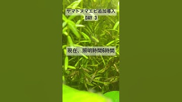 Thumbnail of 【衝撃の結果】皆んなの意見聞かせて！！コケ対策３日目 #アクアリウム #水草 #熱帯魚 #レイアウト水槽 #初心者 #aquarium #コケ #ヤマトヌマエビ