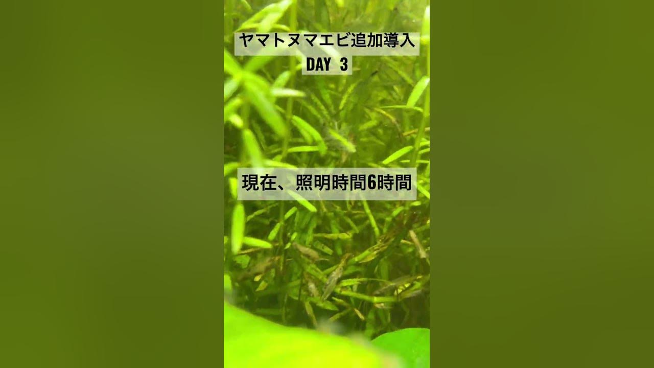 【衝撃の結果】皆んなの意見聞かせて！！コケ対策３日目 #アクアリウム #水草 #熱帯魚 #レイアウト水槽 #初心者 #aquarium #コケ #ヤマトヌマエビ