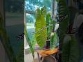 #plants #houseplants #philodendron #indoorplants #youtubeshorts