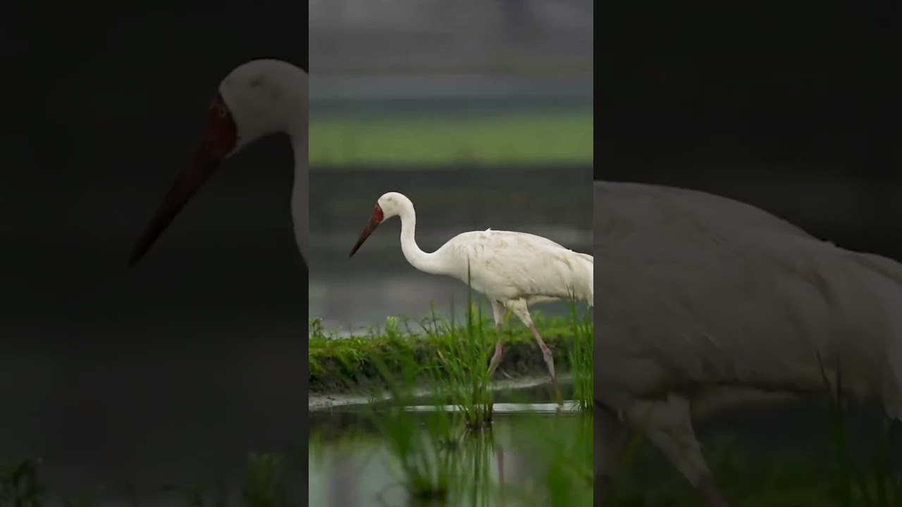 Siberian Crane| a really good film