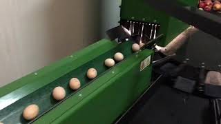 Gentleness Test – Sorting Eggs on the Green Sort Vision