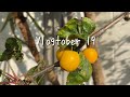 Autumn Days - Making Bolognese & Knitting Socks • Vlogtober Day 19