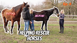 HELPING & TRANSFORMING 3 RESCUE HORSES