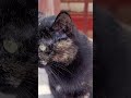 Cool cats 🐈 near the hotel / Прикольные котики 🐱 возле гостиницы * #kitten #cats #catvideos #cat