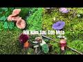 Đi Săn Nấm Sau Trận Mưa Lớn… Không Ngờ Gặp Cả Ổ Nấm Đắt Tiền #háinấm #mushroom #mushroomforaging