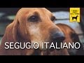 Segugio italiano trailer documentario