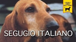 SEGUGIO ITALIANO trailer documentario