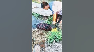 cái thành ra Trung Quốc thả lưới bắt tôm đất cả 10  kí lô