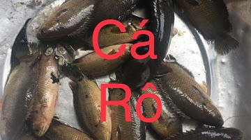 Câu Cá Rô Đồng Thiên Nhiên Ngày Chủ Nhật Xóm Cây Nhãn