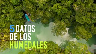 ¡Te contamos 5 datos sobre los humedales!