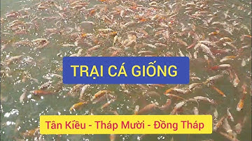 Trại cá giống Tân Kiều - Tháp Mười - Đồng Tháp  - Đầy đủ các loại cá